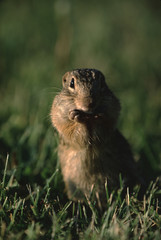 Thirteen-Lined Ground Squirrel (Ictidomys Tridecemlineatus)