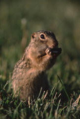 Thirteen-Lined Ground Squirrel (Ictidomys Tridecemlineatus)