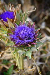 Close-up of a Beautiful Artichoke Blossom, Nature, Macro