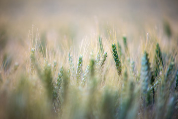 Wheat field. Ears of golden wheat close up. Beautiful Nature Sunset Landscape. Rural Scenery under Shining Sunlight. Background of ripening ears of meadow wheat field. Rich harvest Concept
