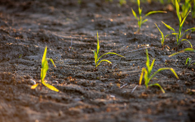 Young green corn growing on the field. Young Corn Plants. Corn grown in farmland, cornfield.