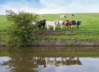 Fototapeta premium Herd of domestic cattle livestock next to canal in rural setting