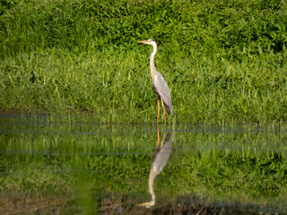 Heron reflected in the surface of the lake