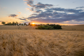 Plakat field of ripened barley at sunset