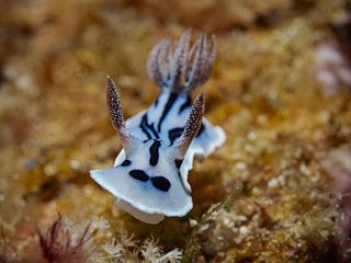 Underwater close-up photography of a Chromodoris Nudibranch.