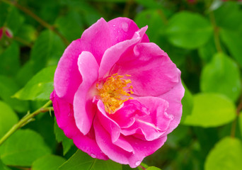 Obraz na płótnie Canvas pink rose in the garden