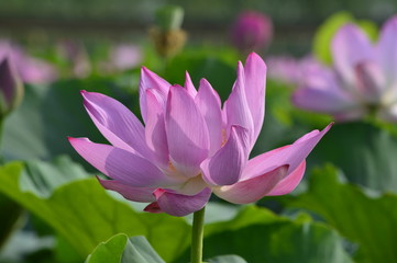 Blooming lotus flowers in the park