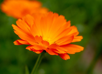flower with water drops of dew