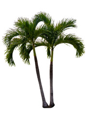 Washington Palm Tree isolated on white background with a high resolution suitable for graphic. with clipping path