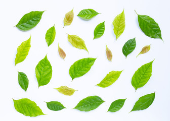 Green leaves  on white background.