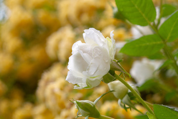 white flowers in garden