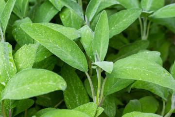 green leaves with drops of water, Sage leaves