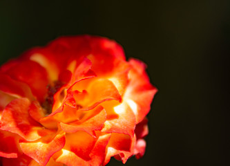 Fototapeta na wymiar Orange tea rose background