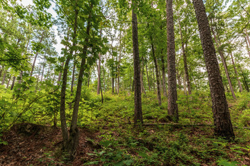 Southern Appalachian forest background