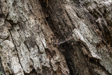 texture background rotting tree trunk