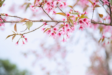 Beautiful cherry blossom or sakura in spring time over  sky