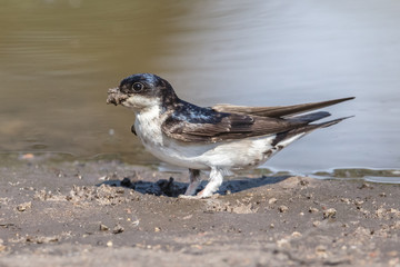 mehlschwalbe