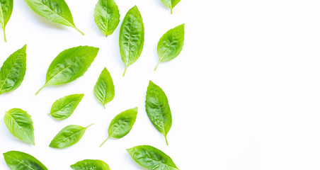 Fresh holy basil leaves on white background.