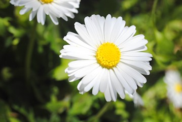 Obraz premium Pâquerette