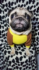 picture of a pug