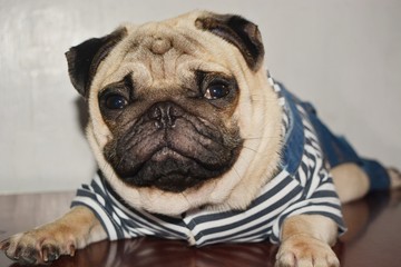 picture of a pug