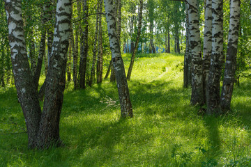 Backlight in a birch grove on a summer day.