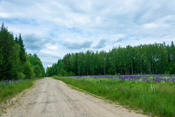 A wide forest road leading into a green forest and purple lupins.