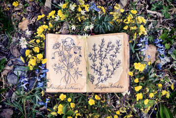 Open witch diary book with drawings of healing plants.
