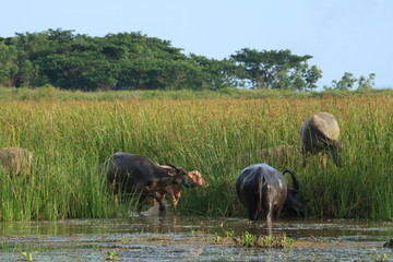 herd of buffalo