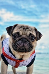 picture of a pug