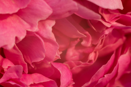 Gentle pink background from a variety of flower petals. © Valery Smirnov