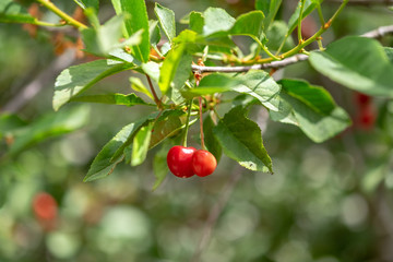 New red ripe cherries grown on branch