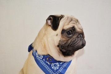 picture of a pug