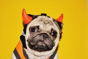 picture of a pug