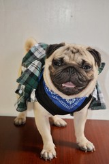 cute picture of pugs