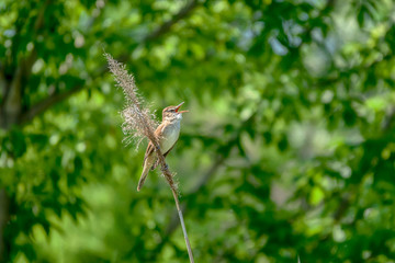 Great-reed warbler, Acrocephalus arundinaceus, single bird on reed singing