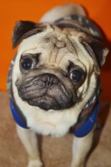 cute picture of pugs