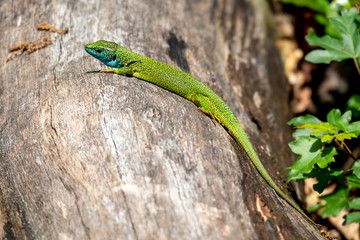 Male of green lizard Lacerta viridis on a tree trunk