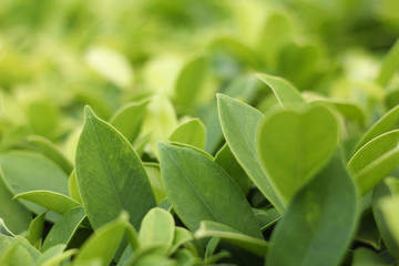 Closeup nature view of green leaf   under sunlight. Natural green plants landscape using as a background or wallpaper