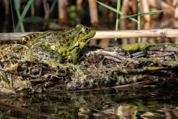 Green water frog, Rana esculenta sitting the Sun