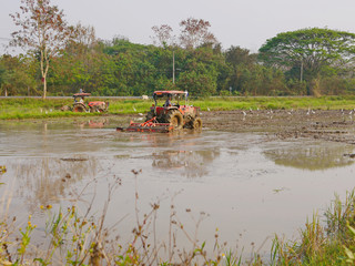 Fototapeta premium Ploughing paddy fields using tractors in the hot afternoon in a rural area in the North of Thailand
