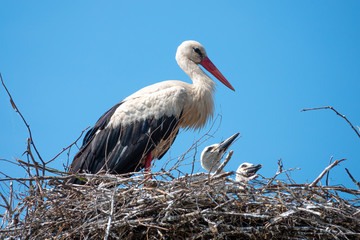 family of white storks in the nest