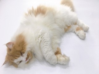 Fototapeta na wymiar Sleeping kitten on white background