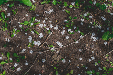 Fallen flowers and meager plants in a tree shade on soft soil
