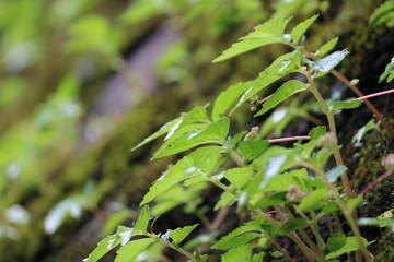 Obraz premium green plants in the garden