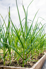 Fototapeta premium Raised garden bed with green garlic leaves showing from the ground