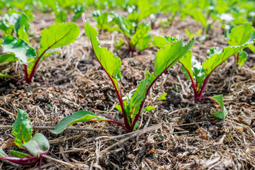 Raised garden bed with green beet leaves showing from the ground