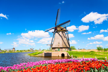 Colorful spring landscape in Netherlands, Europe. Famous windmill in Kinderdijk village with a tulips flowers flowerbed in Holland. Famous tourist attraction in Holland - obrazy, fototapety, plakaty