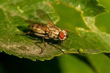 Macro of fly on a green leaf