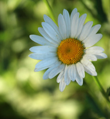 Obraz premium yellow flower on green background
